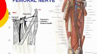 53 L Limb Femoral nerve د أحمد كمال cxt [upl. by Nisay]