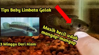 Cara Melatih Mental Channa Limbata Hasil Tangkapan Alam Cepat Galak dan Tidak Mager  Tips [upl. by Odilia]