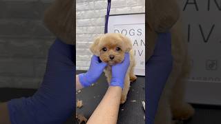 Maltipoo face grooming puppy dog doggroomingforbeginners [upl. by Gaynor]