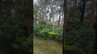 Coffee tree plantation waynad travel nature music song [upl. by Odnumyer]