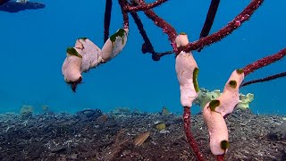 Snorkeling at Citrus ridge and Imbraimuk with Avinseas boat homestay  Gam  Raja Ampat  Indonesia [upl. by Ellinnet981]