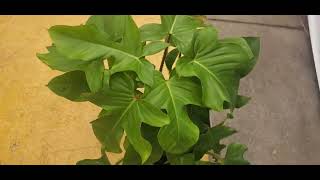 Costa Farms releases Rare Philodendron Squamiferum at Lowes [upl. by Almita]