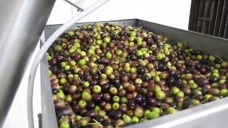 Frantoio olives going into the malaxer machine [upl. by Alekat]