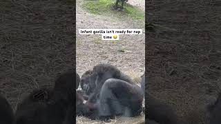 Infant gorilla isnt ready for nap time at Disney’s Animal Kingdom Theme Park😂 gorilla zoo babies [upl. by Hegarty]