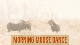 A Beautiful Moose Dance  Wildlife Photography in the Tetons [upl. by Ewer]