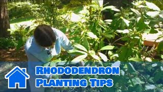 Maintaining amp Pruning Shrubs  Rhododendron Planting Tips [upl. by Issiah390]