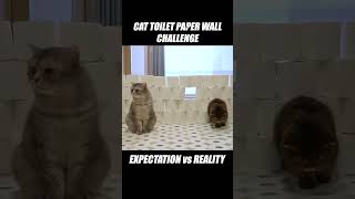 Cat Toilet Paper Carpet Challenge Expectation vs Reality Cat Challenge Kittisaurus [upl. by Cumine]