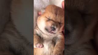 cute baby dog🐶😚😍viral shortvideo [upl. by Maudie]