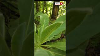 Discover how easy it is to make a Mullein Tincture  The FIND [upl. by Sundin720]