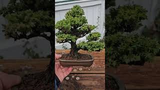 Cryptomeria japonica Shohin bonsai shohinbonsai shohin [upl. by Yhpos]