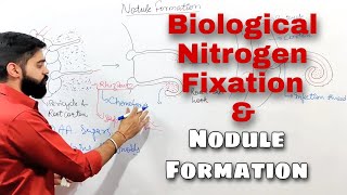 Nodule formation and Biological nitrogen fixation  Detailed Plant Physiology Class 11 and NEET [upl. by Ssalguod]