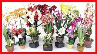 COMO CULTIVAR ORQUIDEAS SEM MISTÉRIO ➜ 6 SEGREDOS PARA CULTIVAR ORQUÍDEAS [upl. by Kannry]