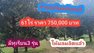 Ep 28 สวนทุเรียนจันทบุรี 61 ไร่ โฉนด ราคาไร่ละ 750000 บาท สนใจT06510848750653189387 [upl. by Leonie]