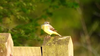 A few hours around Watton in Norfolk [upl. by Maitilde]