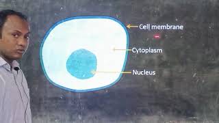 Protoplasmic theory and organismal theory [upl. by Merill]