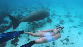 DUGONG  Sharing a special moment freediving with a dugong [upl. by Middlesworth]