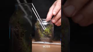 Mini teraryum yapımı terarrium moss [upl. by Joshuah]