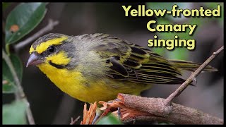 YELLOWFRONTED CANARY singing [upl. by Ludovika]