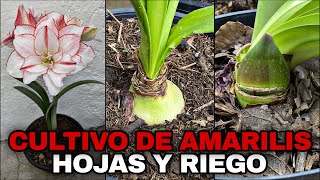 CULTIVO De AMARILIS Con HOJAS DEFORMES y CÓMO REGAR CORRECTAMENTE hippeastrum amaryllis [upl. by Essa48]