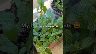 My beautiful fruit plants ☘️subscribe views plants viralshort [upl. by Drolet]