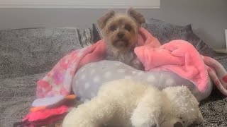 Morning Wake up With Rylie the Pup yorkies doglife cute Rylie [upl. by Yenitirb]