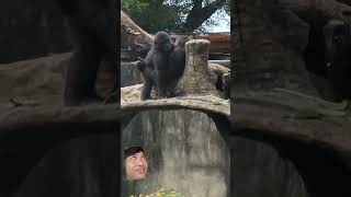 Lucunya dua anak gorila ini bermain funny monyetlucu gorilla gorillababy [upl. by Robin215]