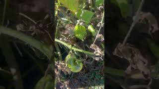 Summer garden ending soon offgrid garden survival pepper tomato heirloom fruits shtf [upl. by Opportuna]