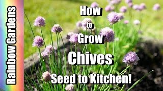 How to Grow Chives amp Garlic Chives 101 Seed to Kitchen Planting Problems Harvest amp Using [upl. by Alyahsat204]