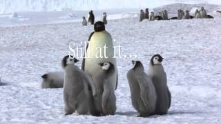 Life in the emperor penguin colony [upl. by Enois138]