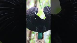 Birds of the Daintree Rainforest  Australia [upl. by Herzen]