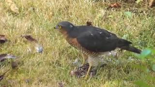 Sperber frisst Spatz  hawk eating sparrow  accipiter nisus [upl. by Romie898]