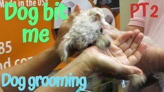 Matted Maltipoo Bit the Groomer Part 2 [upl. by Ilera699]