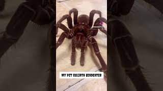 Sub Adult Goliath BirdEater Tarantula [upl. by Oisacin748]