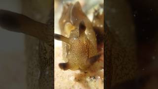 You won’t believe how Sea Hares mate Rockpooling with a Marine Biologist [upl. by Ailemak]