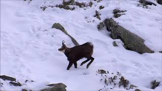 Le rut du chamois [upl. by Seeto138]