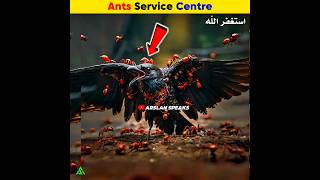 Why do Crow Get Bitten By Ants  Arslan Speaks shortsfeed facts arslanspeaks [upl. by Ytsim]