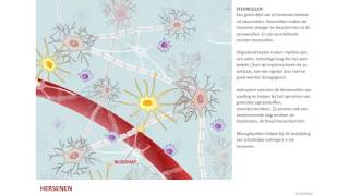 Zenuwcellen en steuncellen [upl. by Miche]