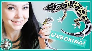 Unboxing My New Leopard Gecko [upl. by Towroy437]