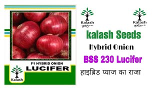 kalash Seeds hybrid Onion BSS 230 Lucifer [upl. by Adnim66]