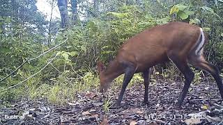 Southern Red Muntjac Muntiacus muntjak [upl. by Finny440]