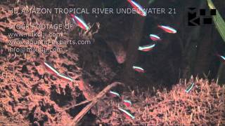 Amazon Tropical River Underwater Stock Video Footage 21 [upl. by Aiciles705]