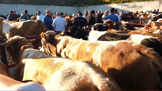 Kastamonu Hayvan Pazarı Yeni 2Bölüm [upl. by Sammer904]