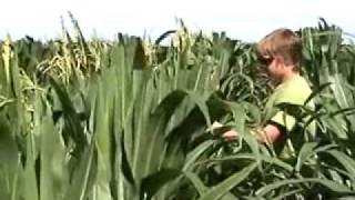 03 Workers Detasseling a Seed Corn Field [upl. by Sparkie]