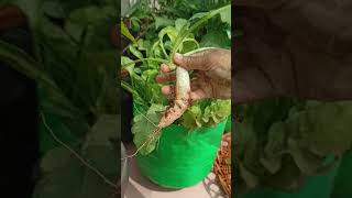 🥕Radish Harvest🥕 trending plants garden gardening nature harvest radish terracegarden yt [upl. by Blessington]