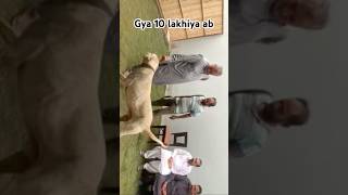 newsong song punjabisong music instafood doglover pakistanibullykutta 26october kabaddiadd [upl. by Anitselec]