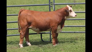 2024 Mohican Farms and Guests Sale  Lot 59 [upl. by Naamana]