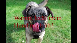 Warum leckt mein hund mich ab ▷ die 4 häufigsten Gründe [upl. by Corty]