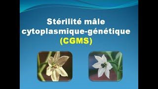 Stérilité mâle cytoplasmic génétique  Cytoplasmicgenetic male sterility [upl. by Halsted]