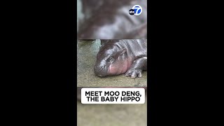 Meet Moo Deng An adorable baby hippo [upl. by Castro]