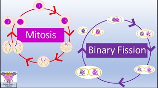 Biology Topic 1a5 Mitosis and Binary Fission [upl. by Ellehsyt312]